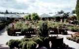 1993-08 The Dutch Nursery and Garden Centre
