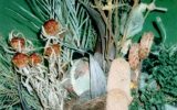1993-09 Dísznövény '93 "Száraz Trópus" Virágkötészeti Verseny