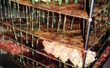 2001-06 Víz – Zene – Virág Fesztivál