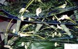 2001-06 Víz – Zene – Virág Fesztivál
