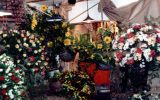 1997-08 Agriflóra - Dísznövény Kiállítás