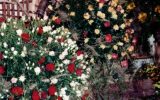 1997-08 Agriflóra - Dísznövény Kiállítás